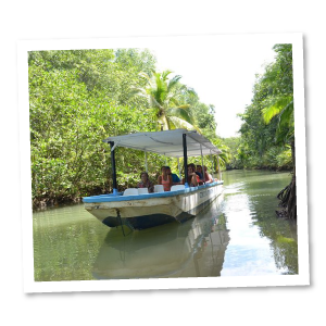 CostaRica-Mangrove